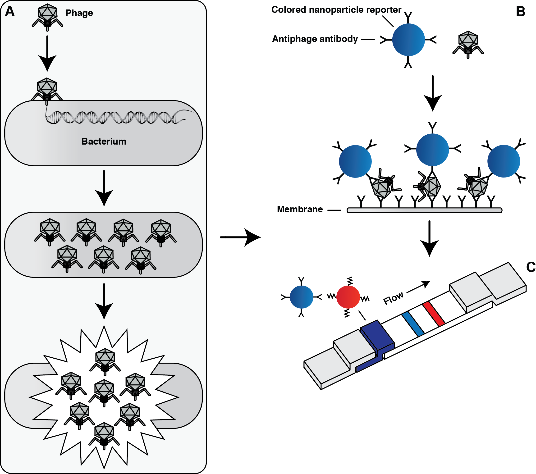 Phage amplification LFI for bacterial ID. (A) Species-specific γ phage infection of B. anthracis results in host cell lysis and release of progeny phage. (B) Anti-γ phage antibody-surface conjugated dyed nanoparticle reporters bind phages. Immobilized anti-γ phage antibodies concentrate them on LFI detection membrane. (C) Phage–nanoparticle complex concentration on detection membrane results in formation of colored line as indicator of the presence of B anthracis.